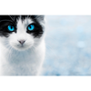 Cold Blue - Februarie