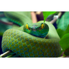 Green Vibe - Februarie