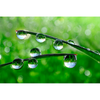 Green Vibe - Iulie